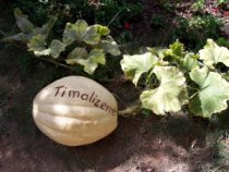 Jardin de Timalizene Hotel Marrakech Riad Marrakech :  loisirs